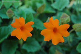 Image result for orange color flower