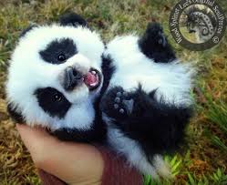 Image result for baby animals