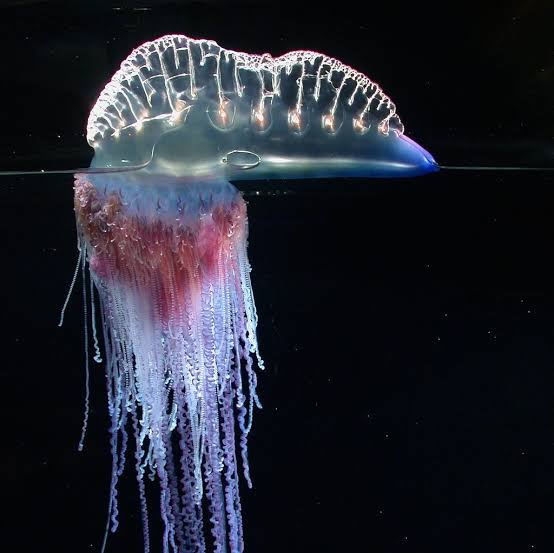 How siphonophores grow. The midwater is the part of the ocean… | by Casey Dunn | Medium