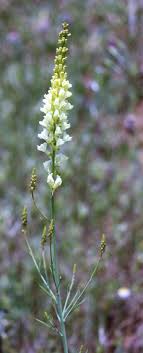 Linaria peloponnesiaca. | Flora, Scrophulariaceae