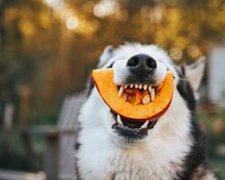 Image of dog eating pumpkin