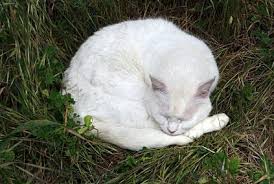 Αποτέλεσμα εικόνας για white cat bleeding pictures