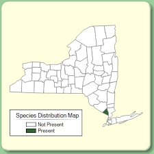 Tagetes patula - Species Page - NYFA: New York Flora Atlas