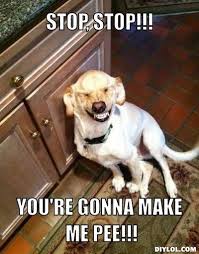 Laughing Dog Meme Generator - DIY LOL via Relatably.com