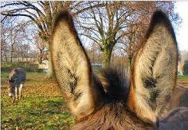 「ロバの耳の写真」の画像検索結果
