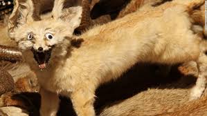 Image result for crappy taxidermy
