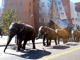 Image result for elephant parade