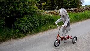 Image result for dog riding a bicycle at a race