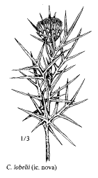 Sp. Cirsium lobelii - florae.it