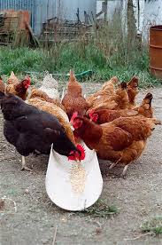 Image result for hen farming