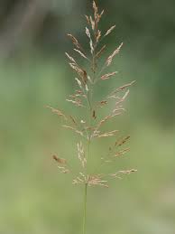 Agrostis gigantea - Wikipedia