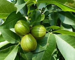 Hickory tree nuts