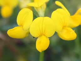 Lotus corniculatus - Michigan Flora