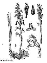 Sp. Neottia nidus-avis - florae.it