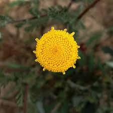 Anacyclus valentinus L., Bachelor's button (World flora) - Pl@ntNet ...