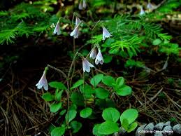 Linnaea borealis - Michigan Flora