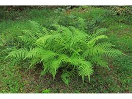 Thelypteris kunthii (Wood fern) | Native Plants of North America