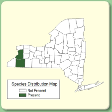 Astragalus glycyphyllos - Species Page - NYFA: New York Flora Atlas