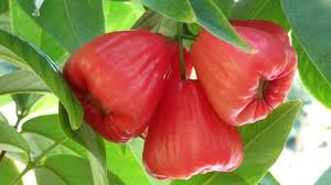 Image result for picture of rose apple fruit