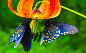 Risultati immagini per farfalle sui fiori immagini