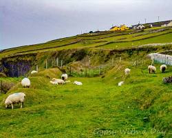Image of Irish countryside