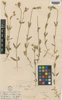 Cerastium triviale in Global Plants on JSTOR