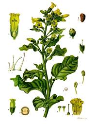 Nicotiana rustica - Wikipedia