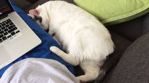 Image result for cats sleeping on computer tablets