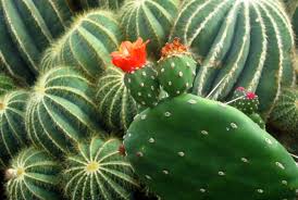 Image result for cactus flower