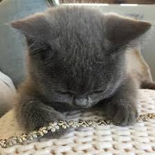 Image result for cats wearing jewelry