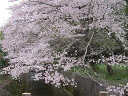 「京都　西芳寺川　　」の画像検索結果