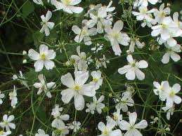 Ranunculus platanifolius - Wikipedia