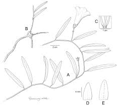 A foundation monograph of Ipomoea (Convolvulaceae) in the New ...