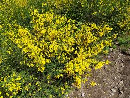 Cytisus scoparius (L.) Link, Broom (World flora) - Pl@ntNet identify