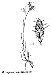 Sp. Bromus alopecuroides - florae.it
