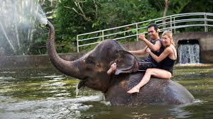 Hasil gambar untuk elephant ride bali