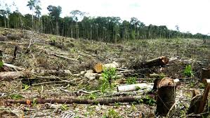 Resultado de imagen para deforestacion bahoruco