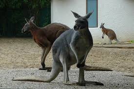 Résultat de recherche d'images pour "les kangourous sont gauchers"