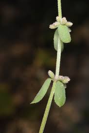 Galium verticillatum Danthoine ex Lam. | Plants of the World Online ...