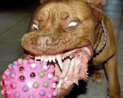 Image result for ugly dog