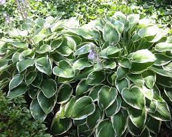 Hosta (Hosta spp.) plant