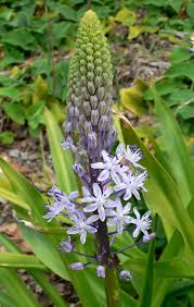 Scilla hyacinthoides - Wikipedia