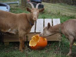 Image result for november goats