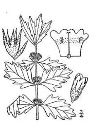 Plants Profile for Lycopus europaeus (gypsywort)