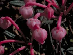 Andromeda polifolia (Bog rosemary) | Native Plants of North America