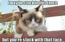 60+ Angry Cat Funny Memes for Whatsapp via Relatably.com