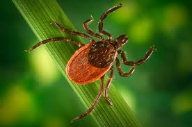 "Babesiosis: A Deadly Tick-Borne Illness Spreading in Canada - Important Information to Stay Safe"