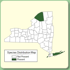 Hieracium sabaudum - Species Page - NYFA: New York Flora Atlas