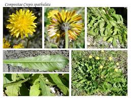 Compositae Crepis spathulata | Fiori selvatici, Fiori, Piante