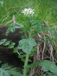 File:Cardamine amara subsp. opicii.JPG - Wikimedia Commons